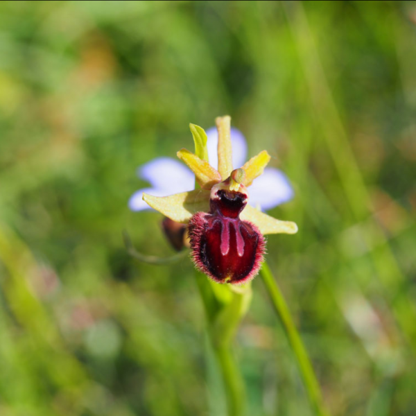 Ophrys massiliensis
